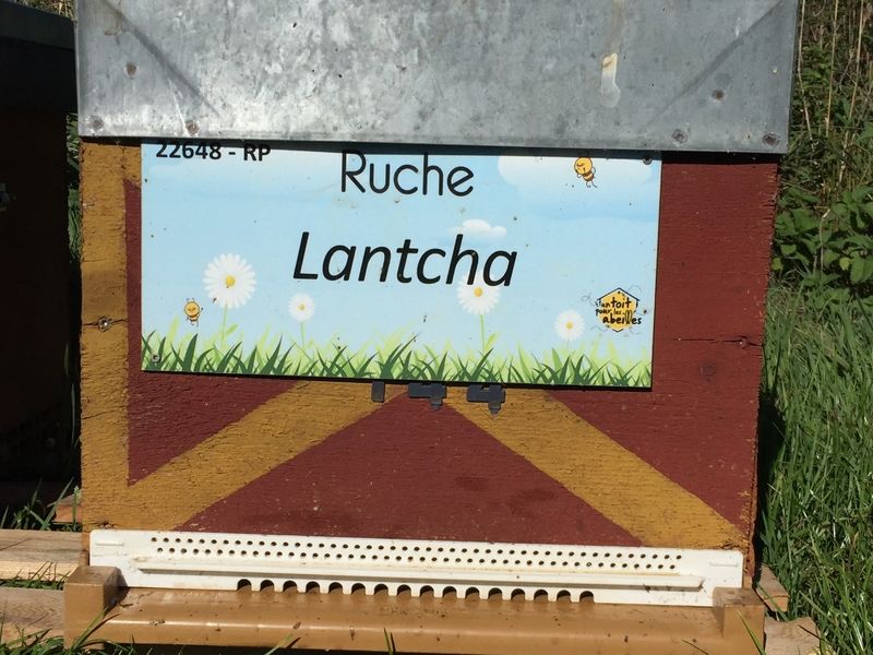 La ruche Lantcha