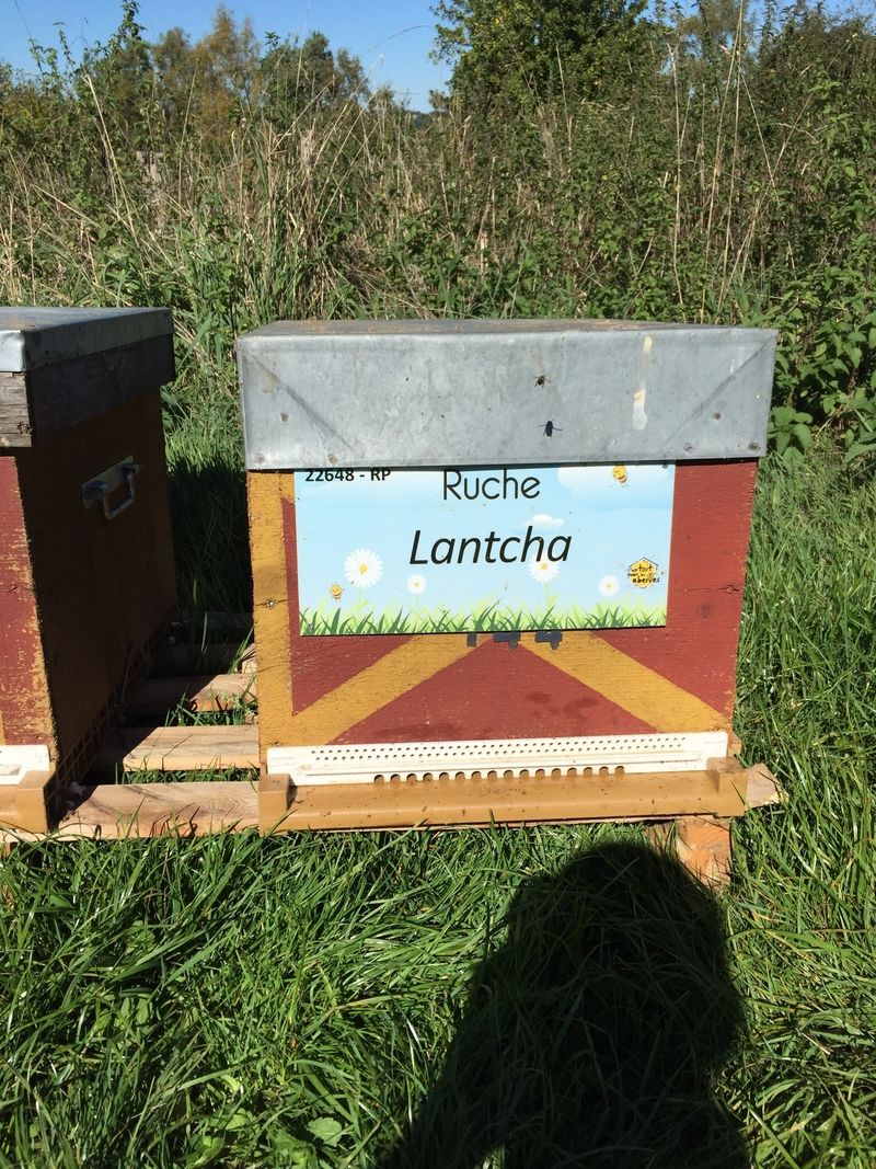 La ruche Lantcha