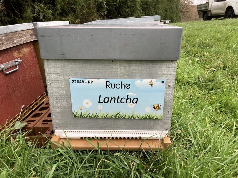 La ruche Lantcha