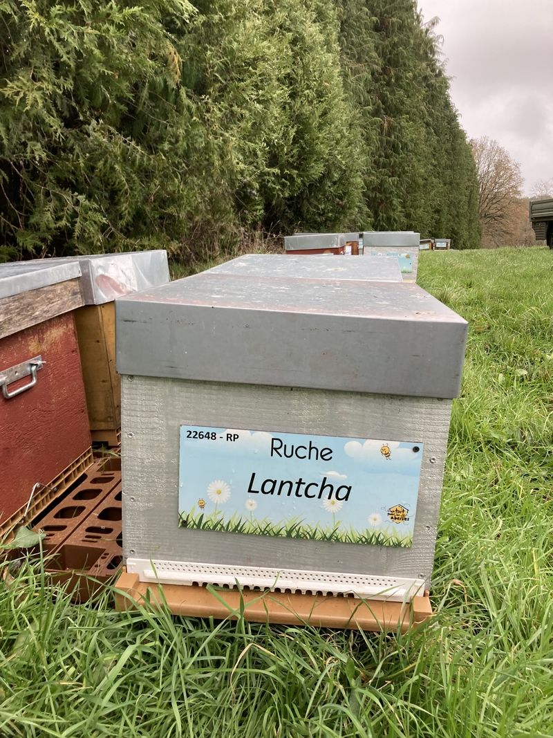 La ruche Lantcha