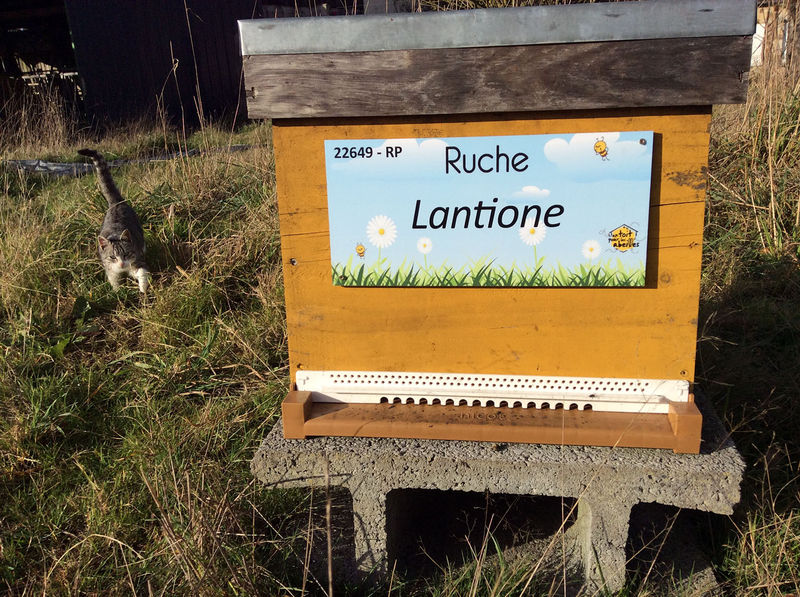 La ruche