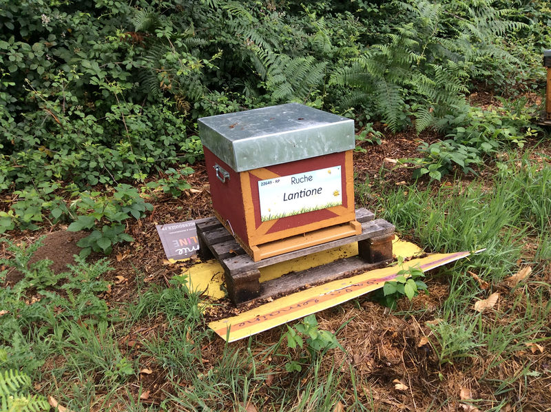 La ruche Lantione