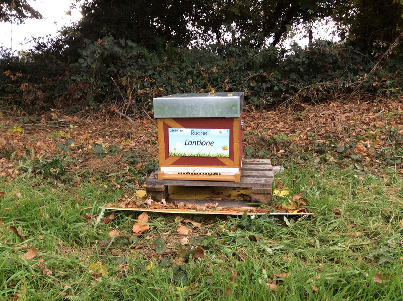 La ruche Lantione