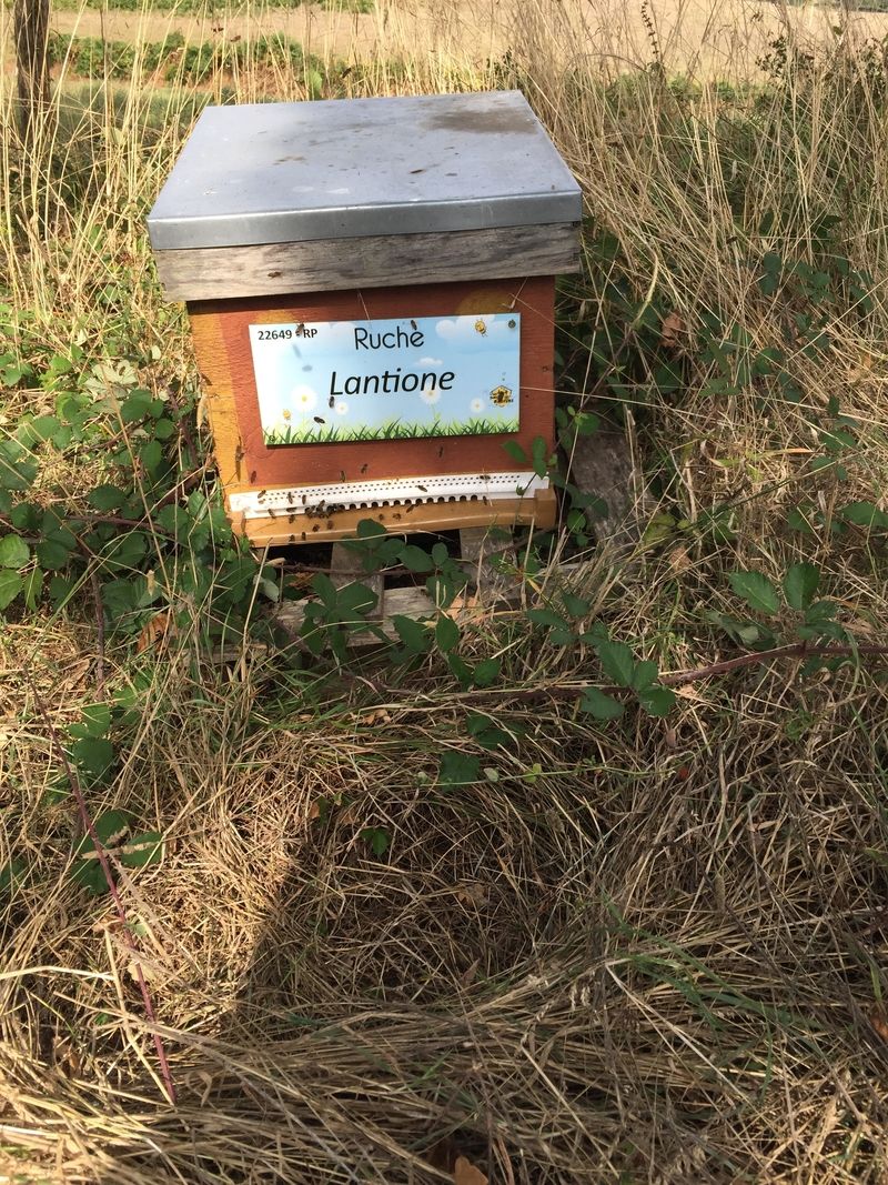 La ruche Lantione