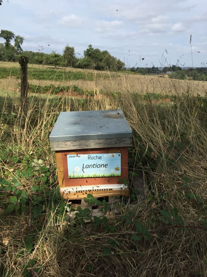 La ruche Lantione