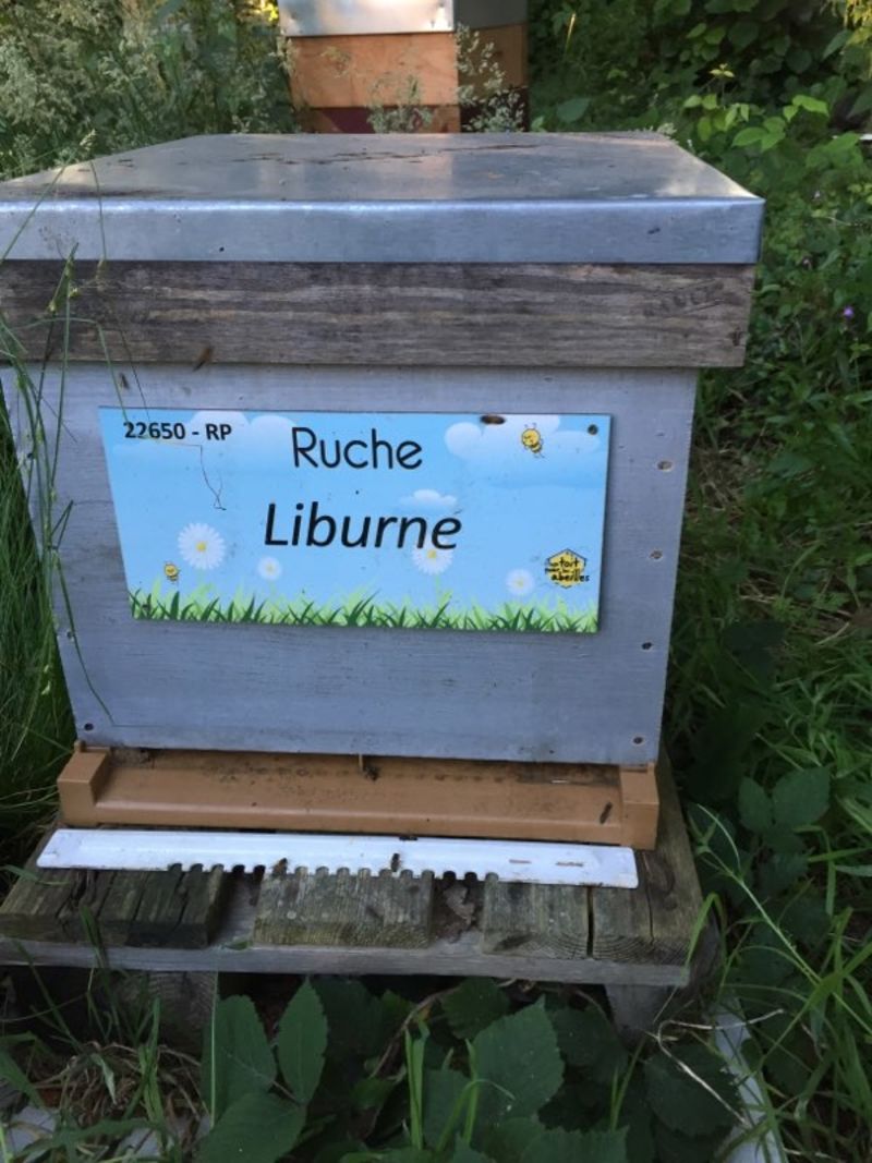 La ruche Liburne