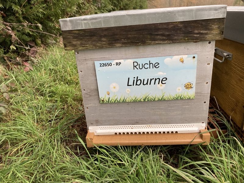 La ruche Liburne