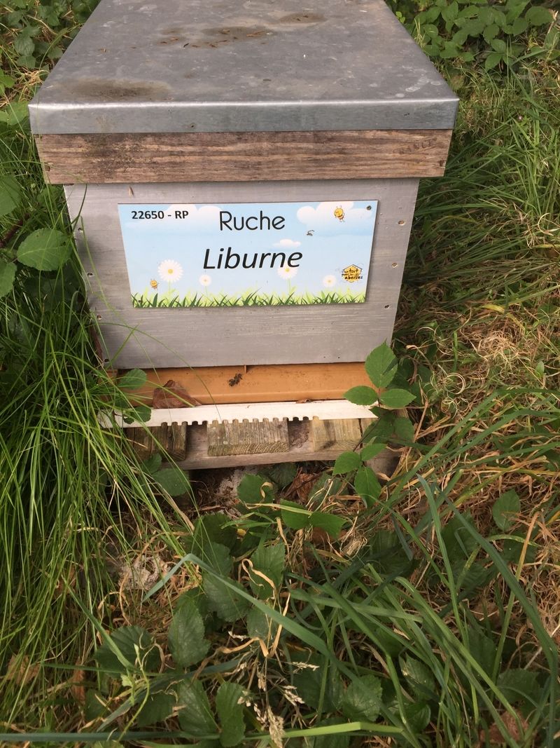 La ruche Liburne