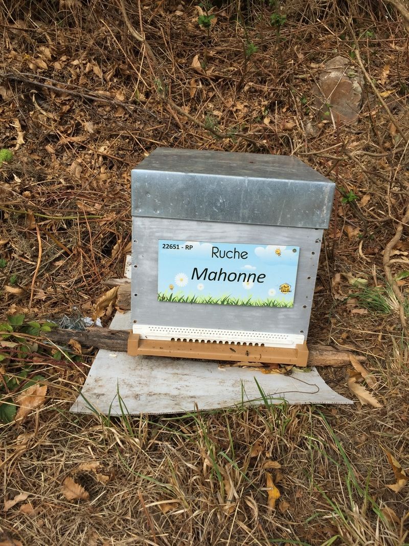 La ruche Mahonne