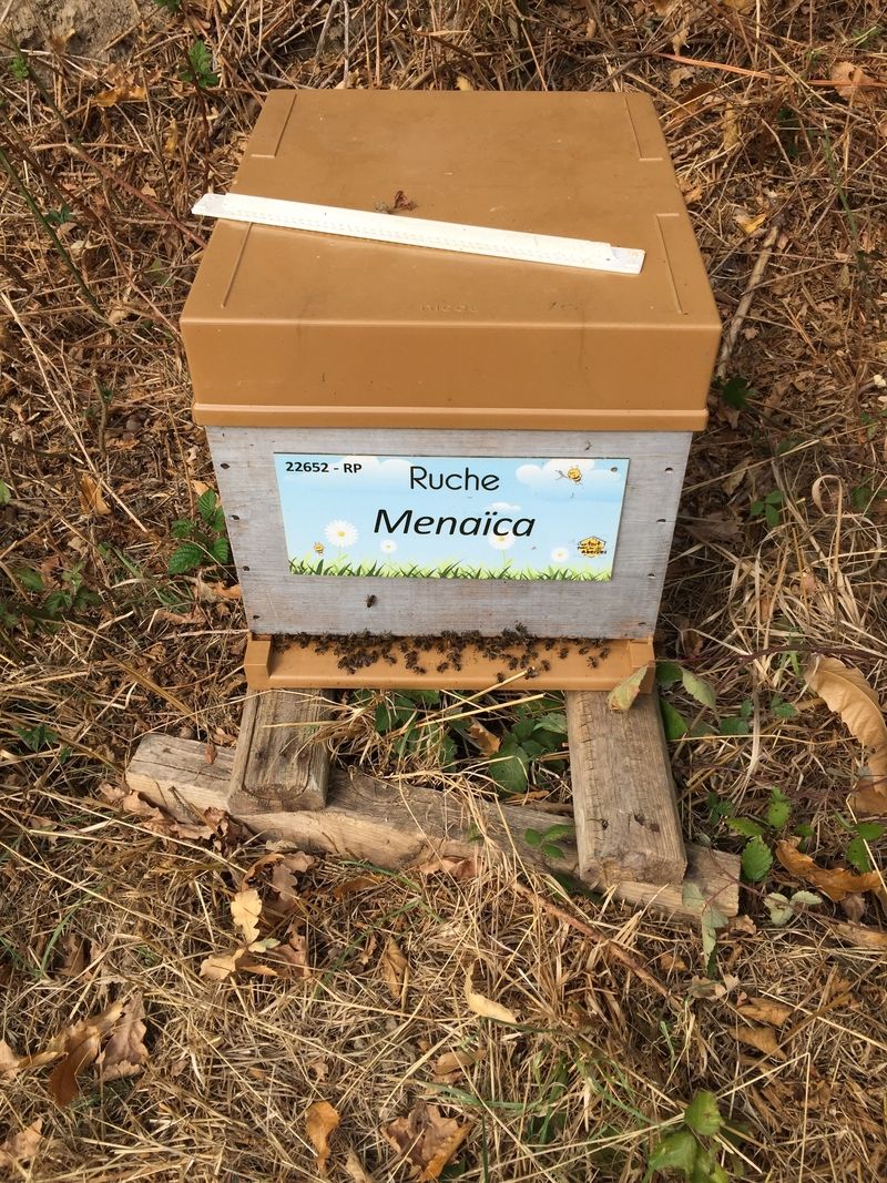La ruche Menaïca