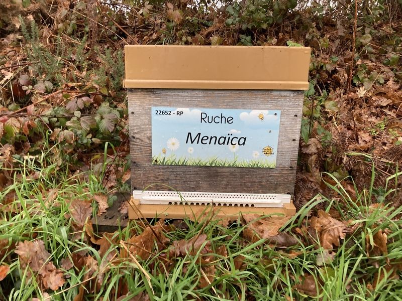 La ruche Menaïca