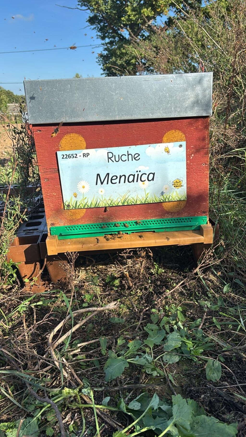La ruche Menaïca