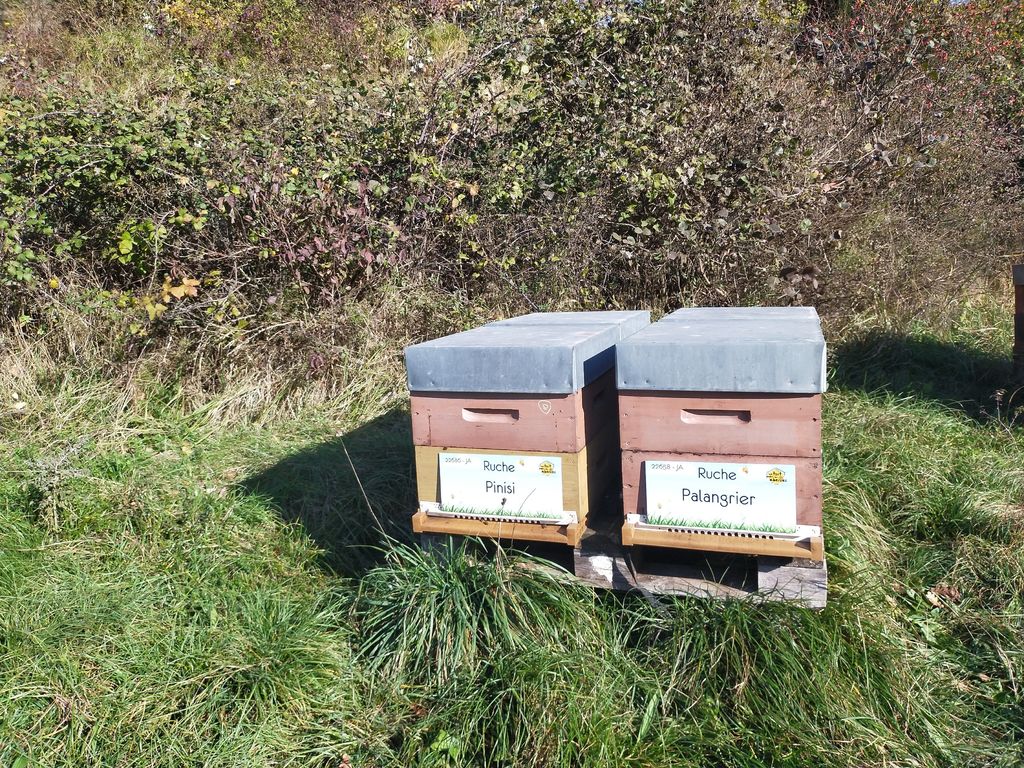 La ruche Palangrier