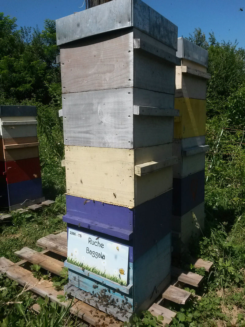 La ruche Baggala
