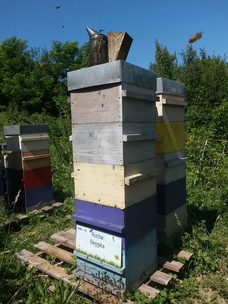 La ruche Baggala