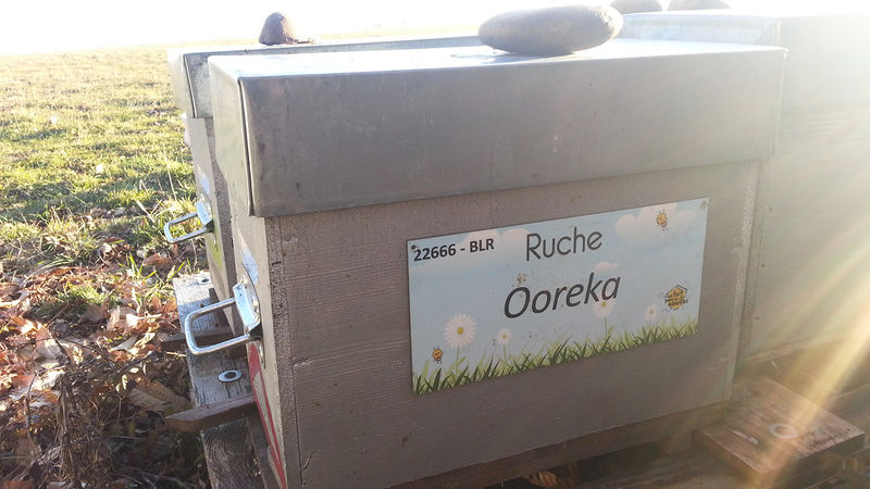 La ruche Ooreka