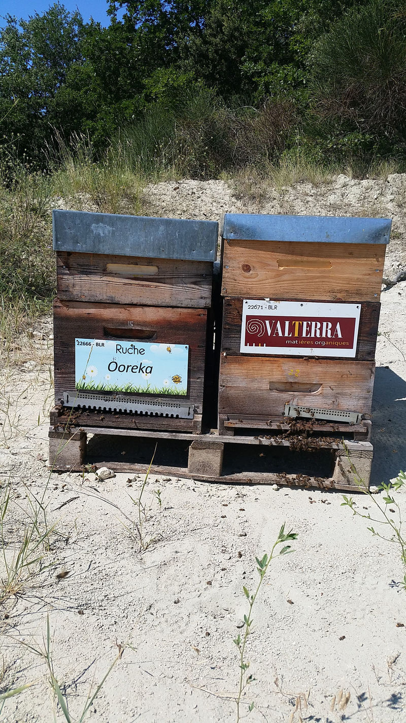 La ruche Ooreka