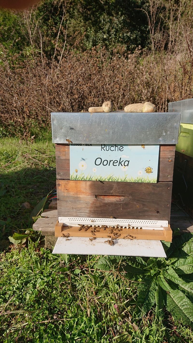 La ruche Ooreka