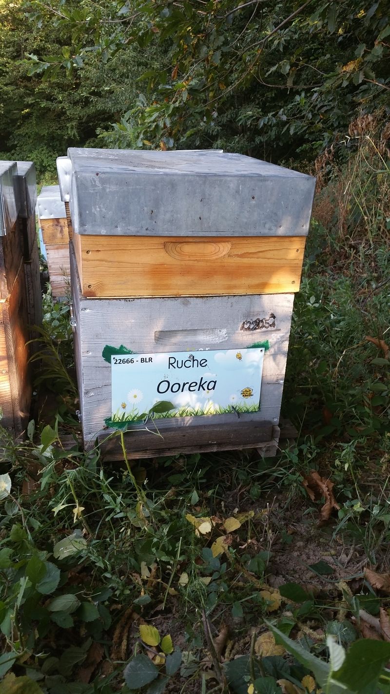 La ruche Ooreka