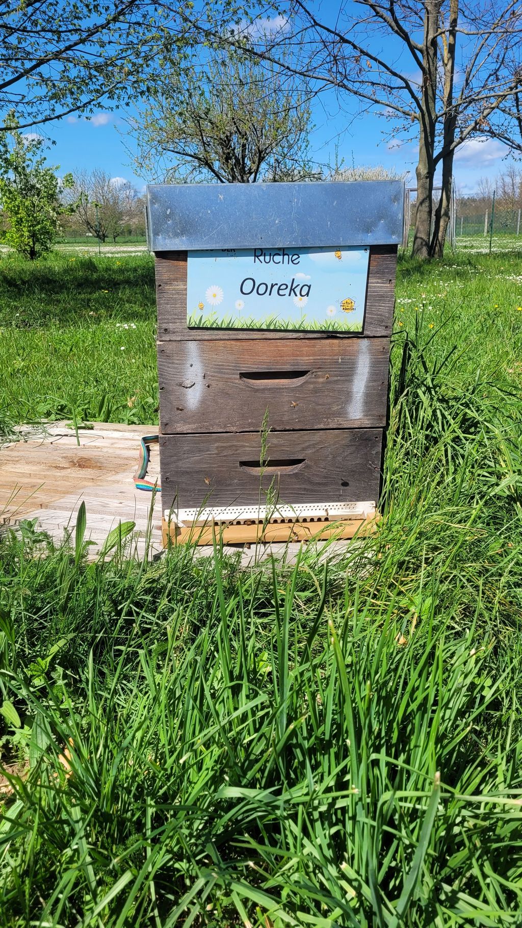 La ruche Ooreka