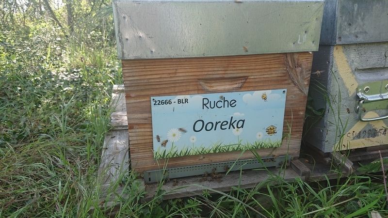 La ruche Ooreka