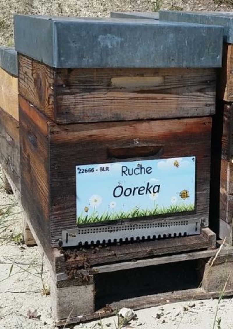 La ruche Ooreka