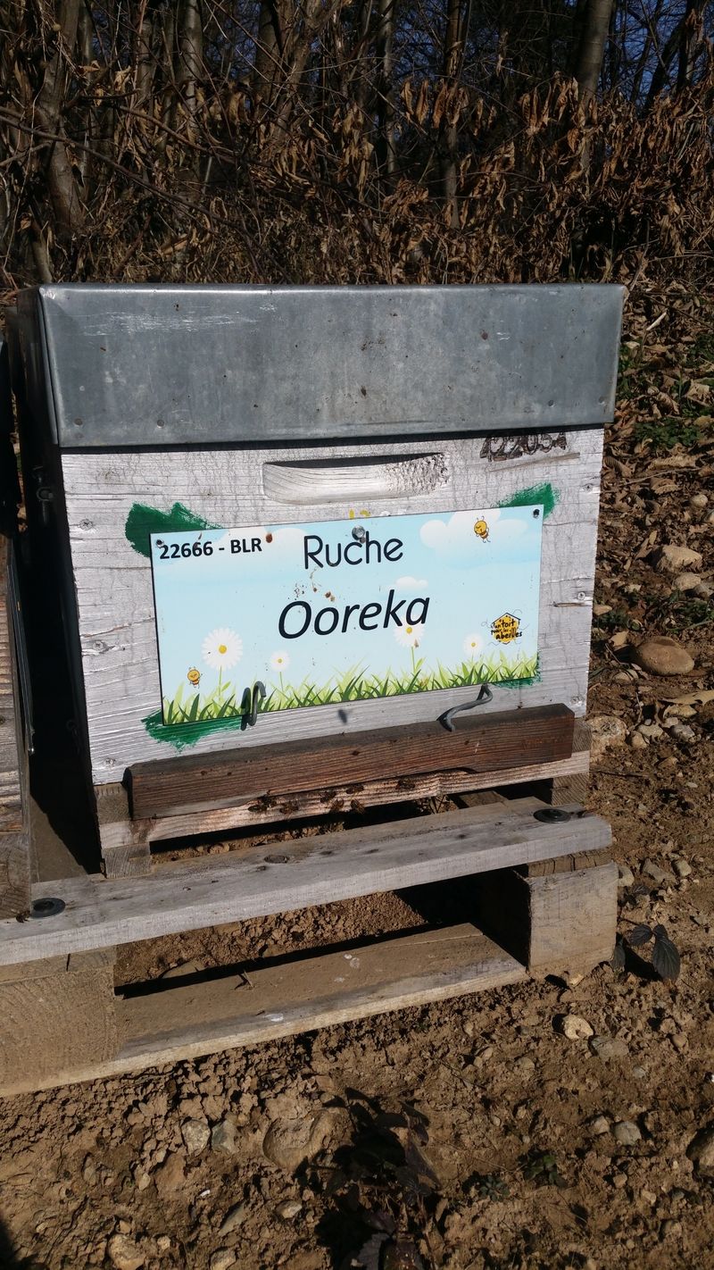 La ruche Ooreka