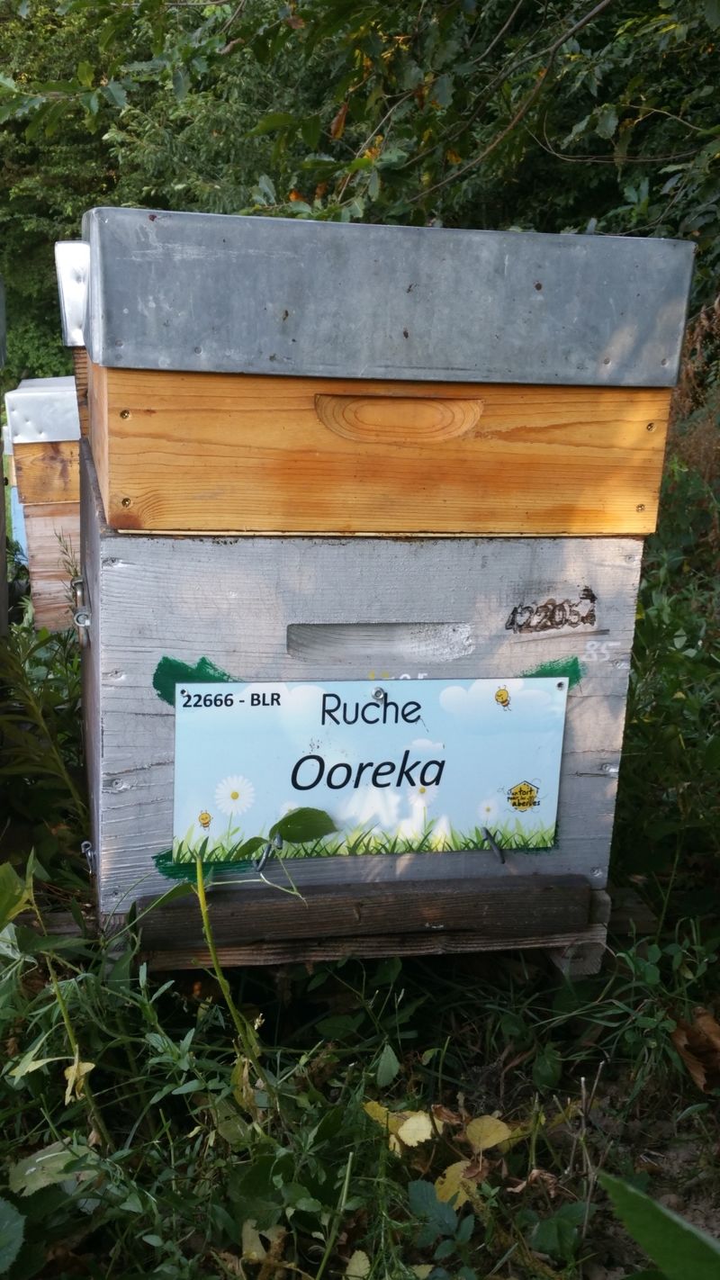 La ruche Ooreka
