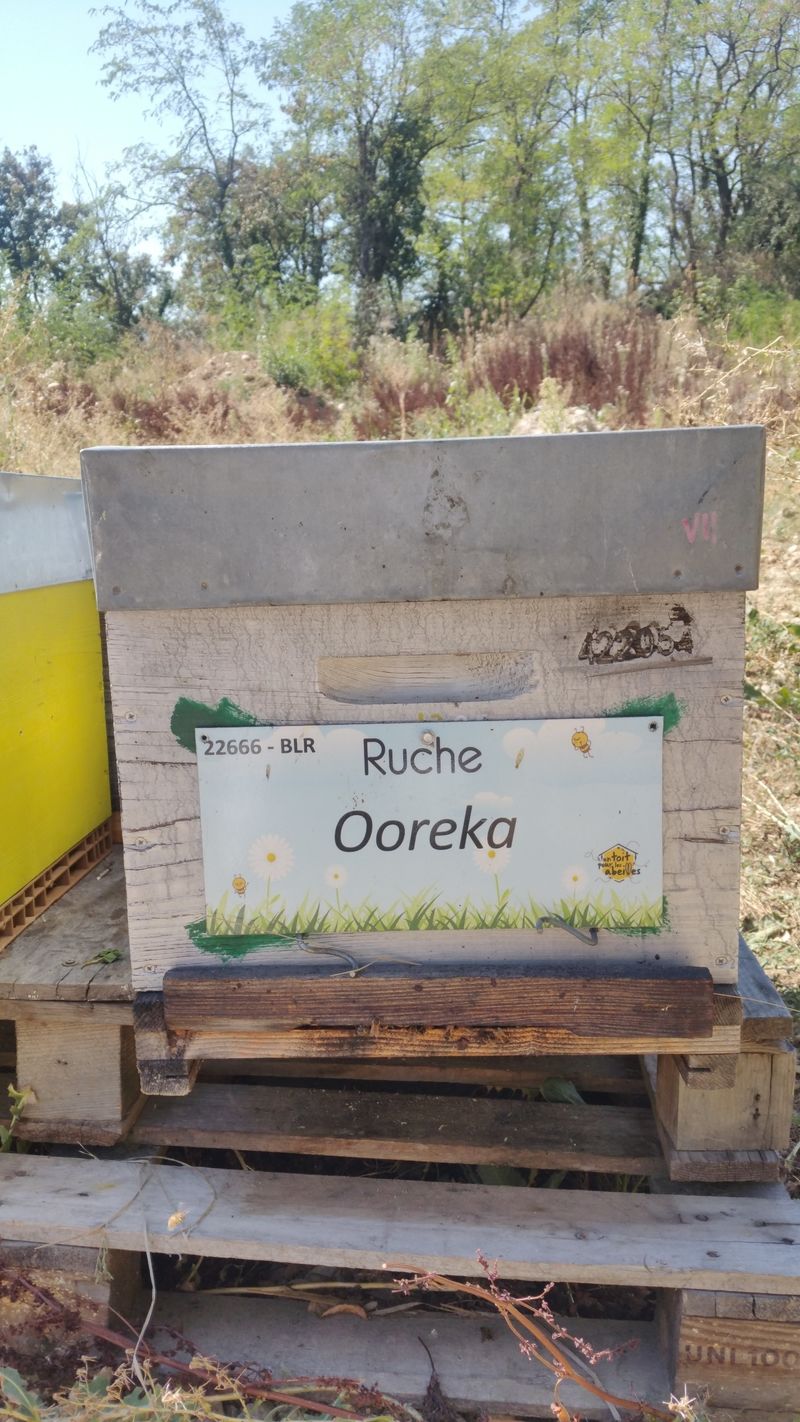 La ruche Ooreka