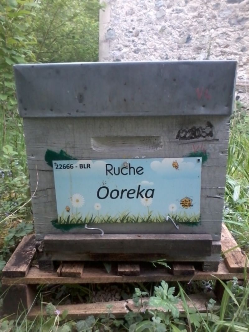 La ruche Ooreka