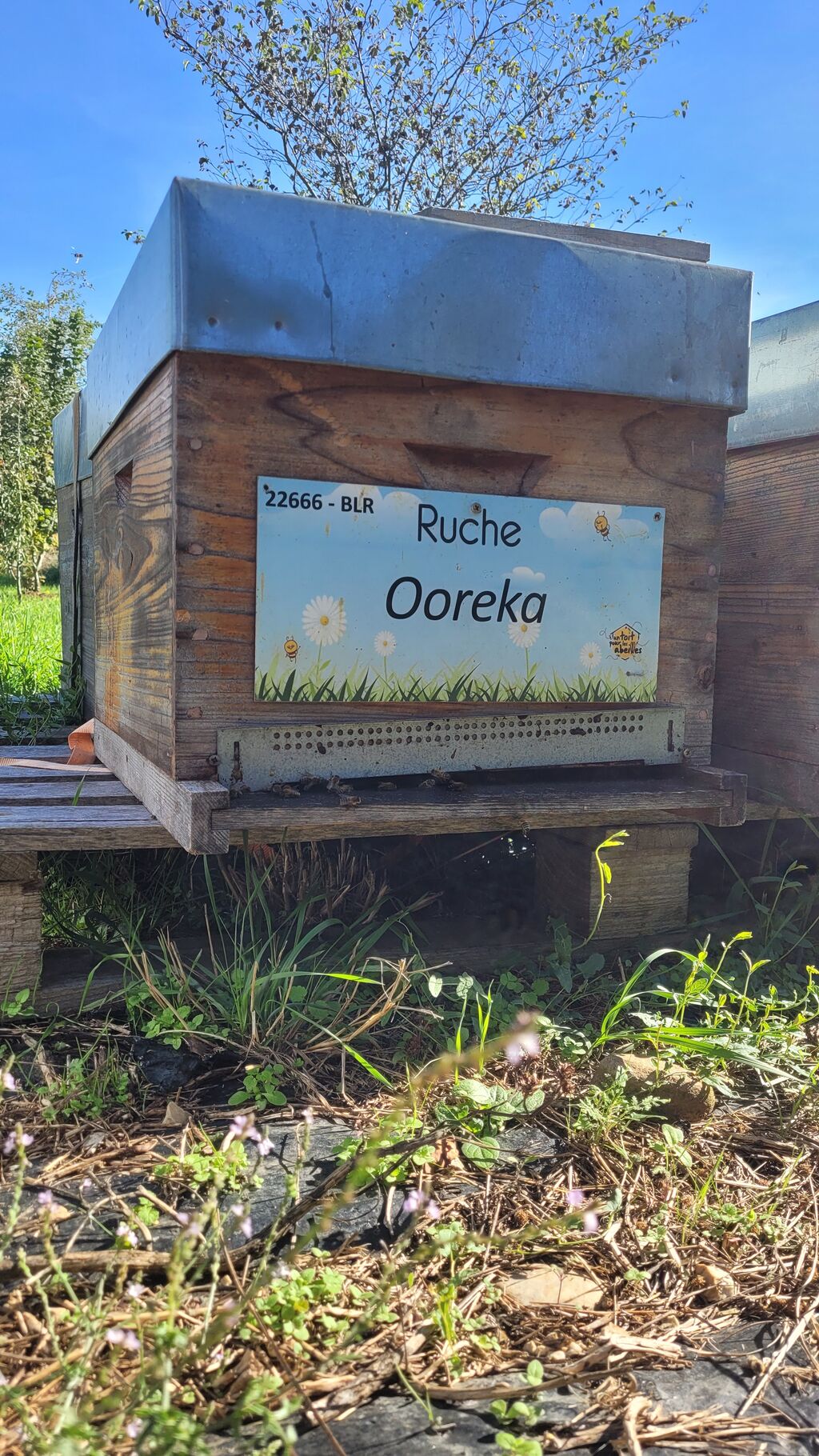 La ruche Ooreka