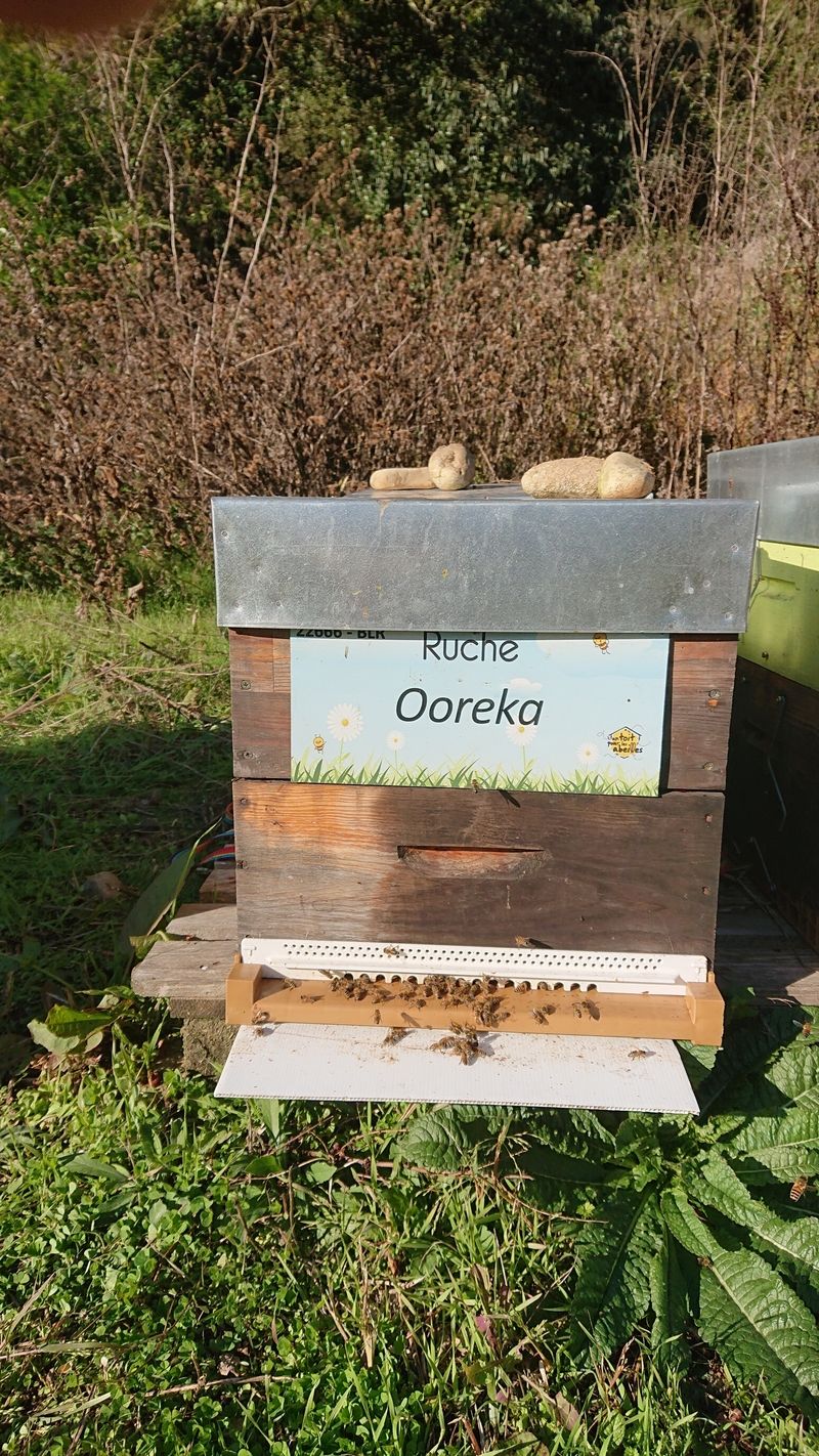 La ruche Ooreka