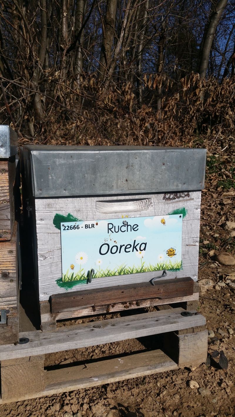La ruche Ooreka