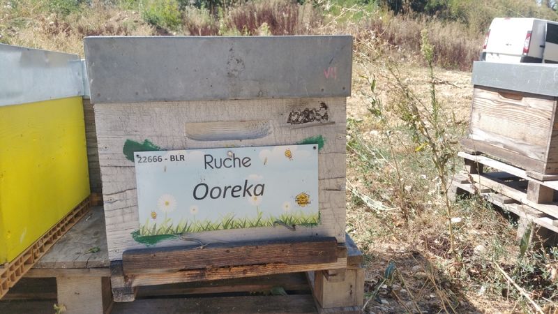 La ruche Ooreka