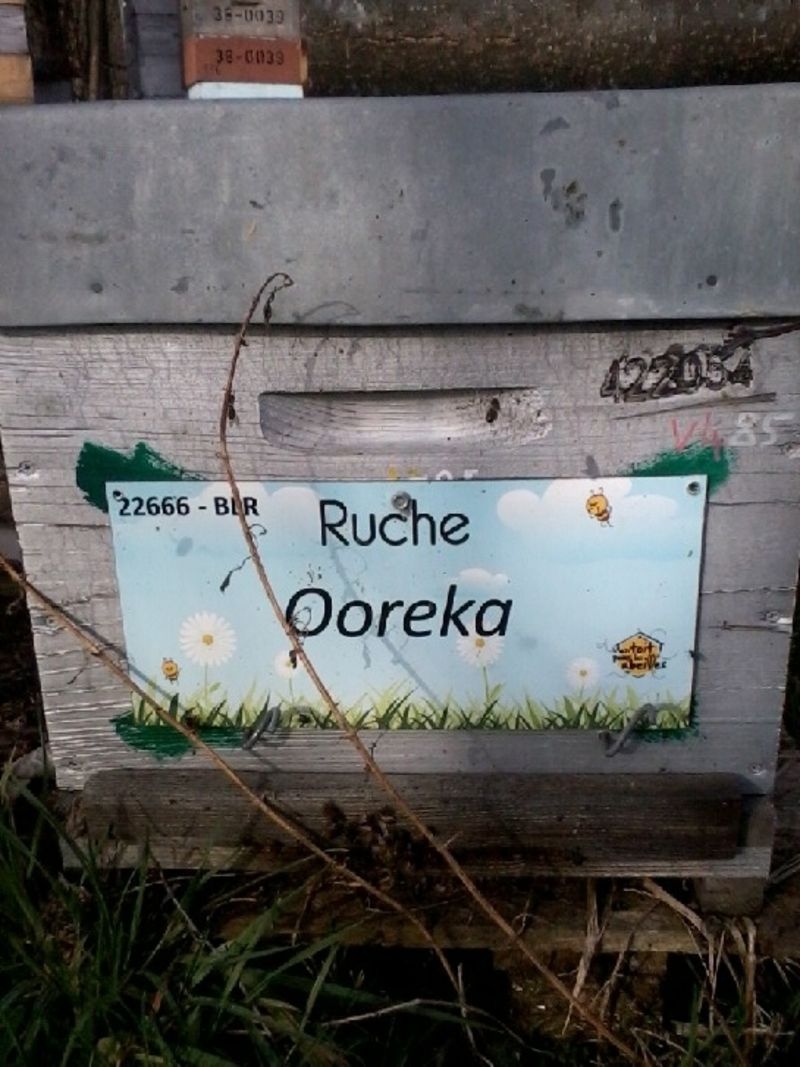 La ruche Ooreka