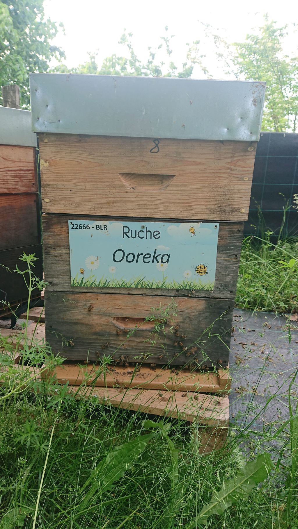 La ruche Ooreka