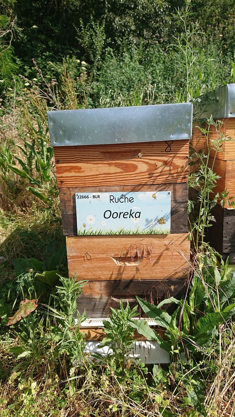 La ruche Ooreka