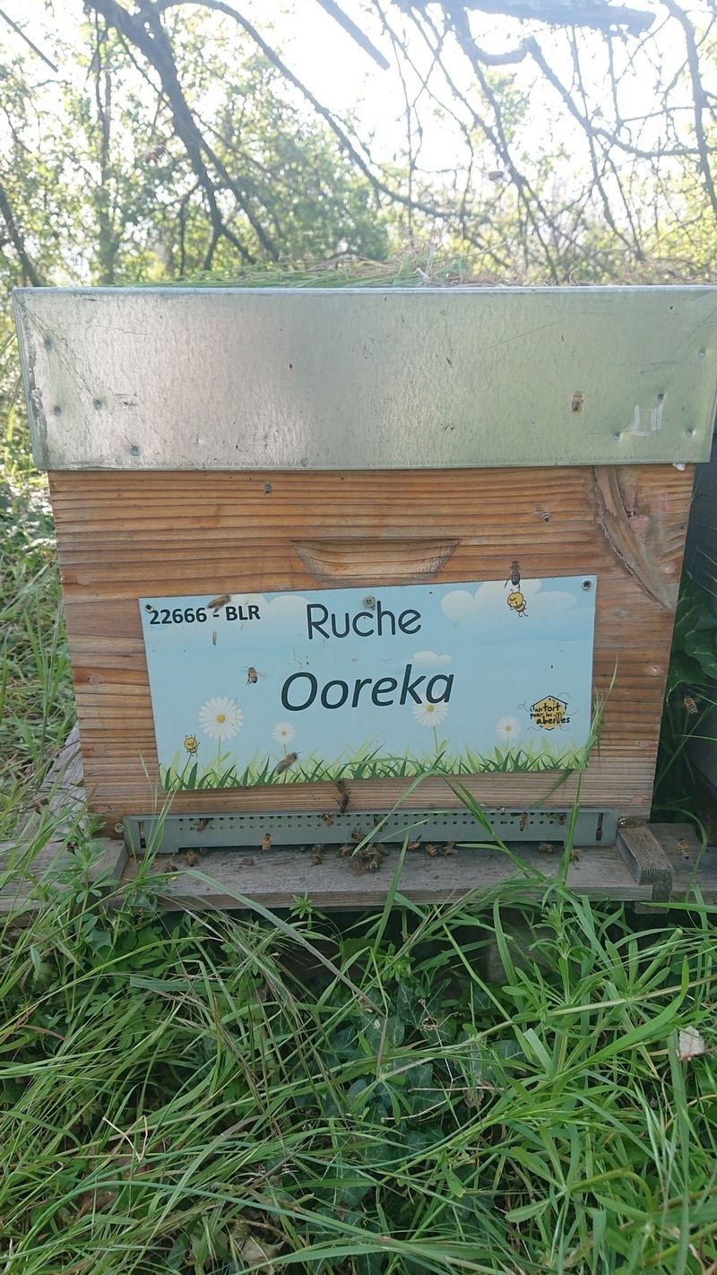 La ruche Ooreka