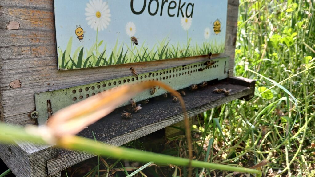 La ruche Ooreka