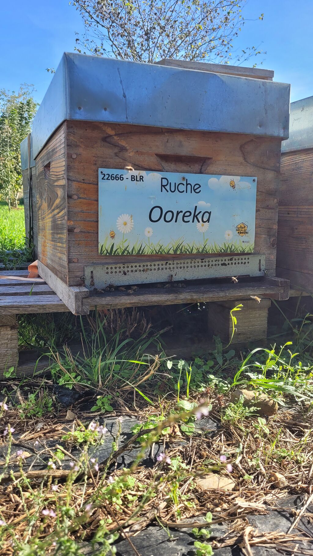 La ruche Ooreka
