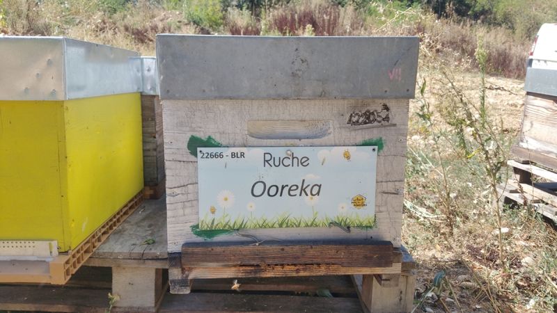 La ruche Ooreka