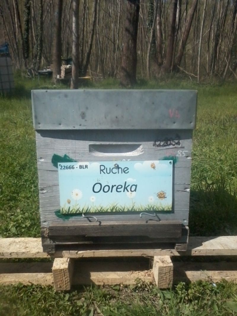 La ruche Ooreka