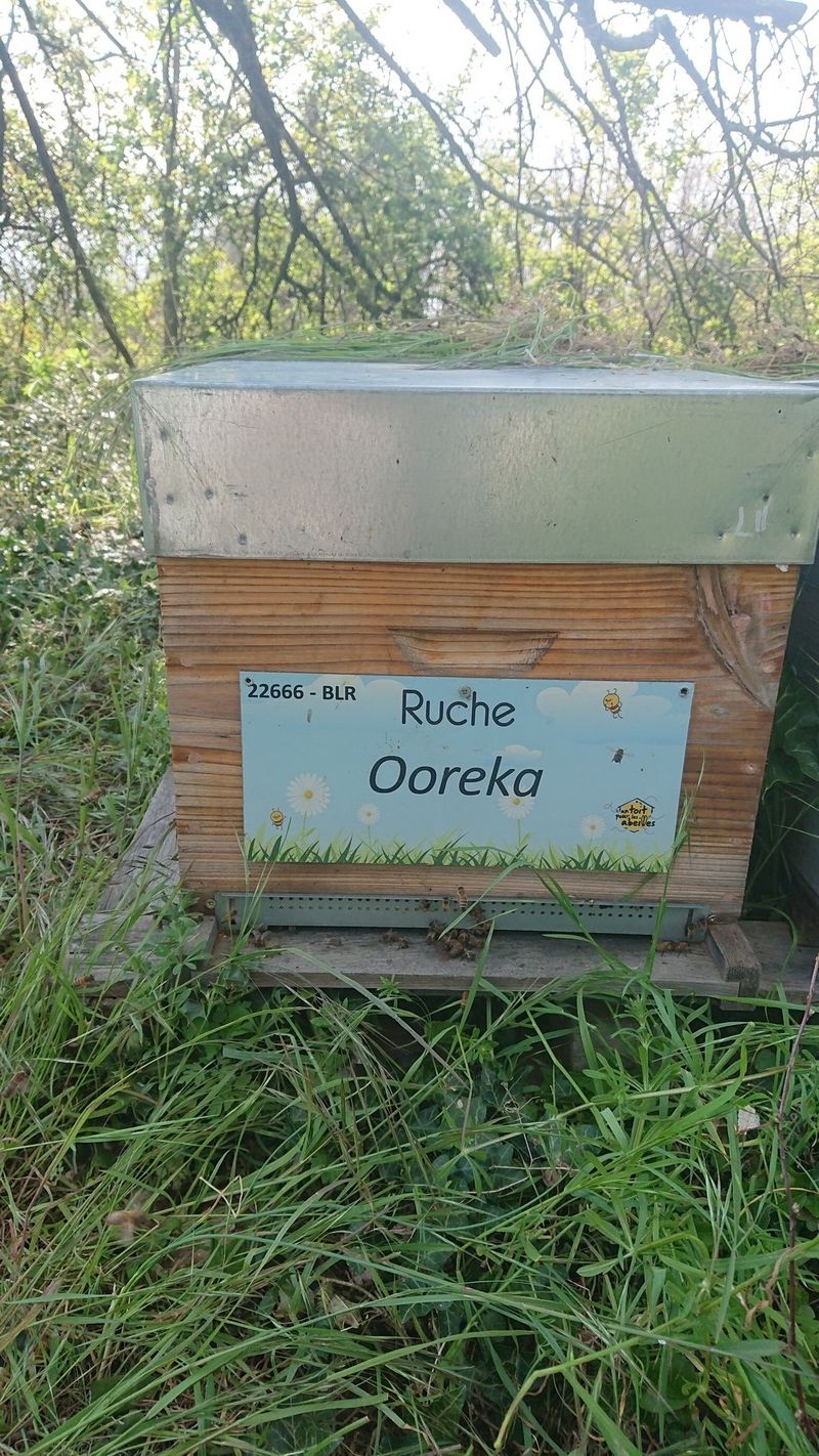 La ruche Ooreka