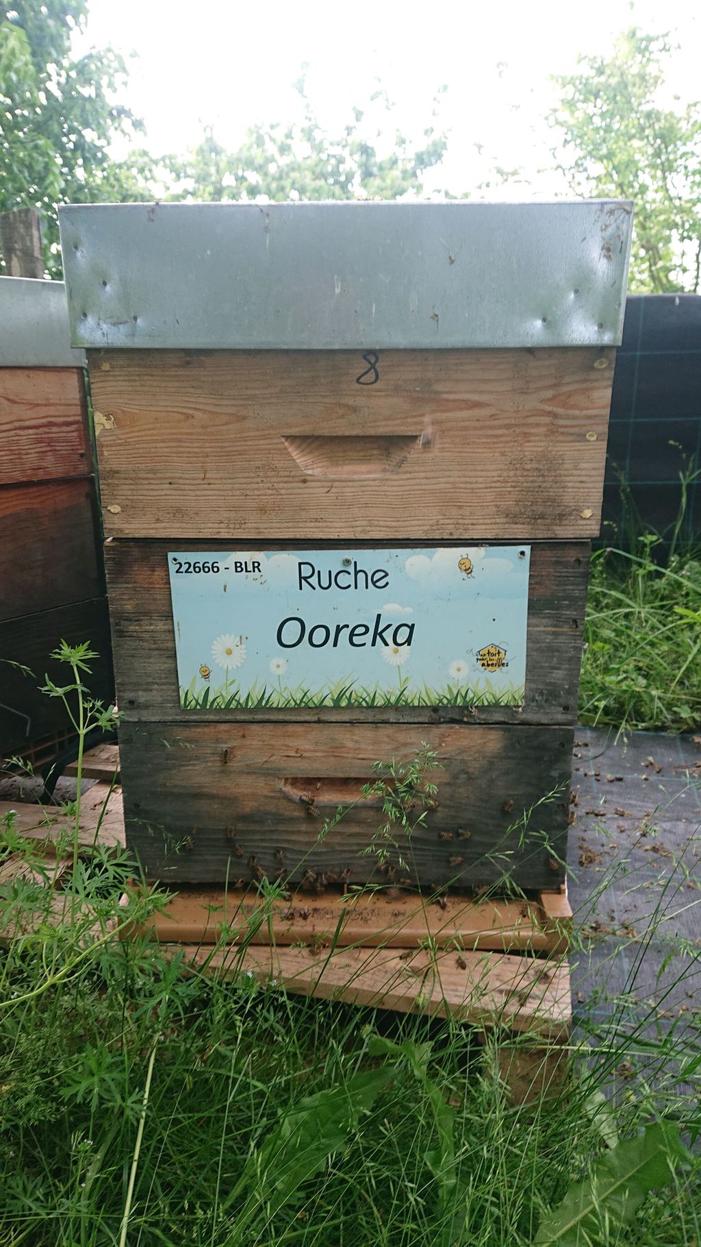 La ruche Ooreka