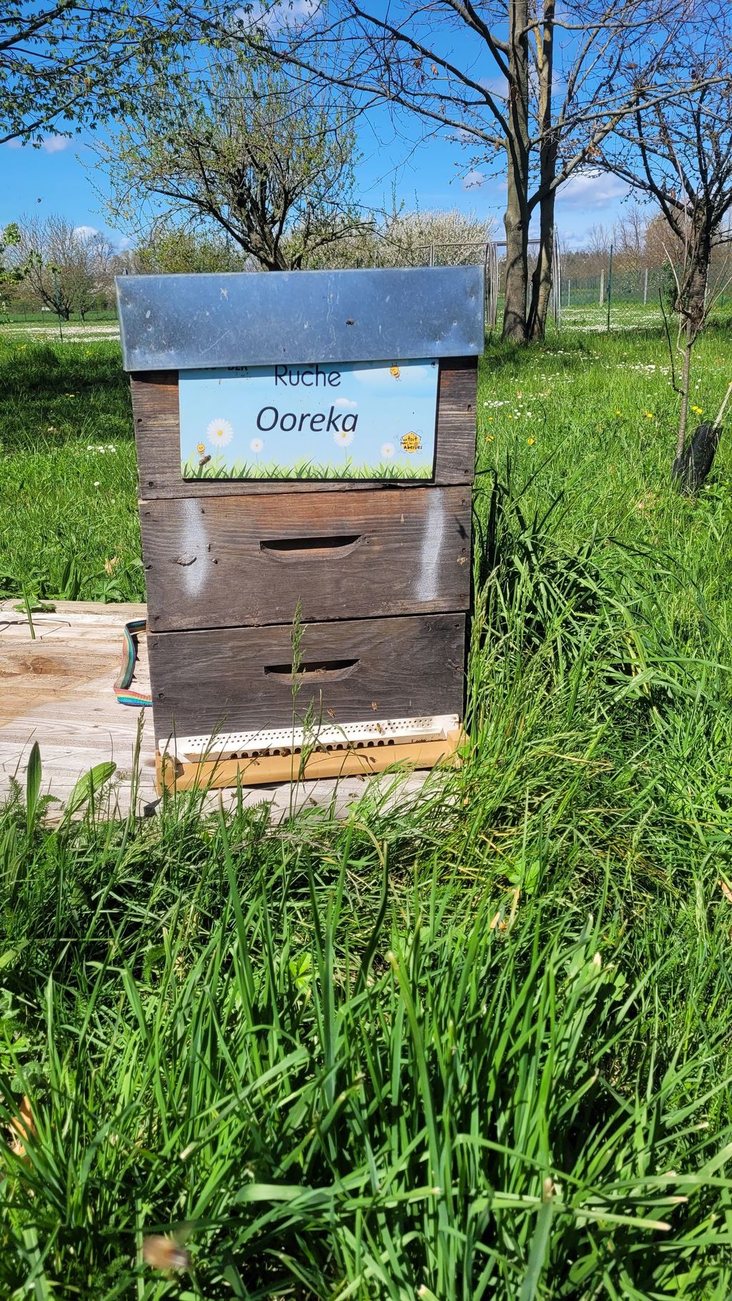 La ruche Ooreka