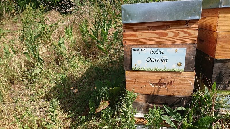 La ruche Ooreka