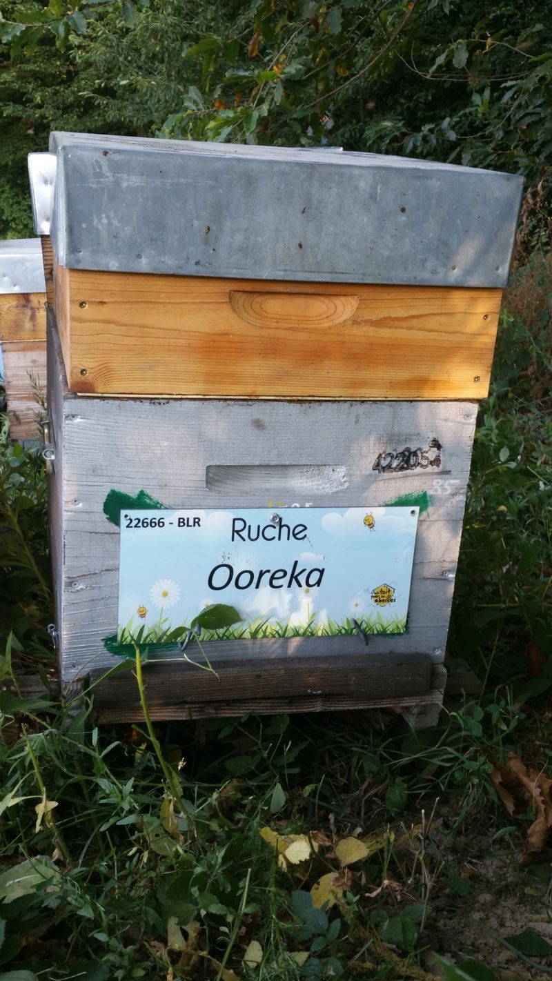 La ruche Ooreka
