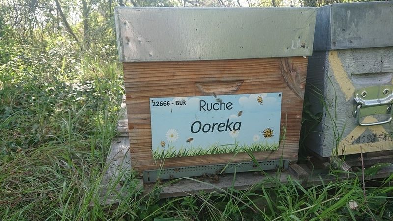 La ruche Ooreka
