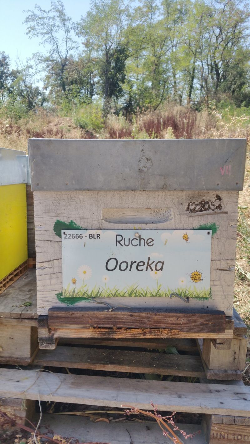 La ruche Ooreka