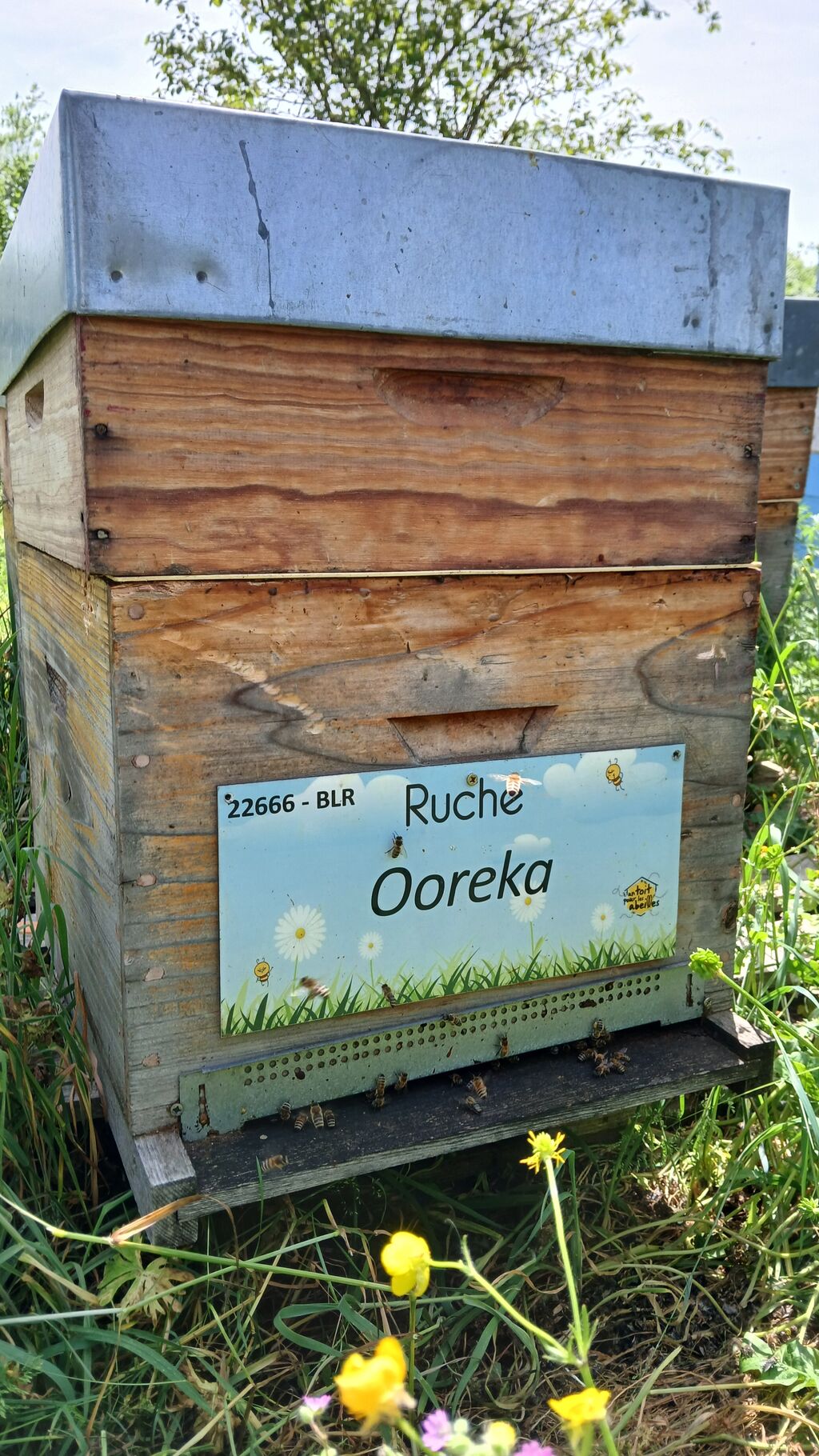 La ruche Ooreka